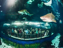 Combo (Save 5%): Barcelona Aquarium Skip-the-Line Tickets + Las Golondrinas Boat Trip